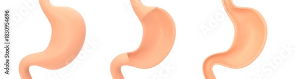 Fototapeta Human internal stomach anatomy design element, 3D rendering