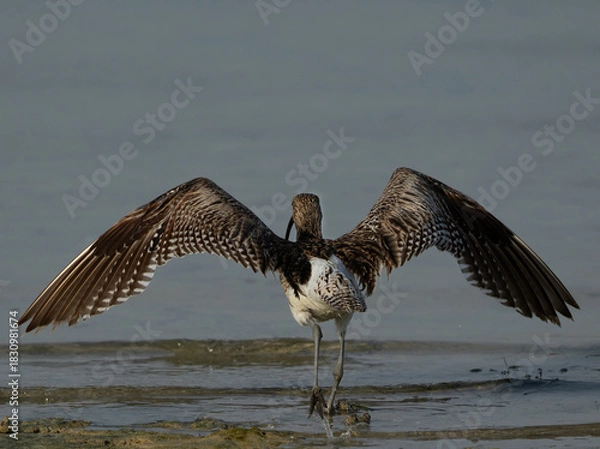 Fototapeta Closeup of a Eurasian curlew takeoff at Busiateen coast, Bahrain