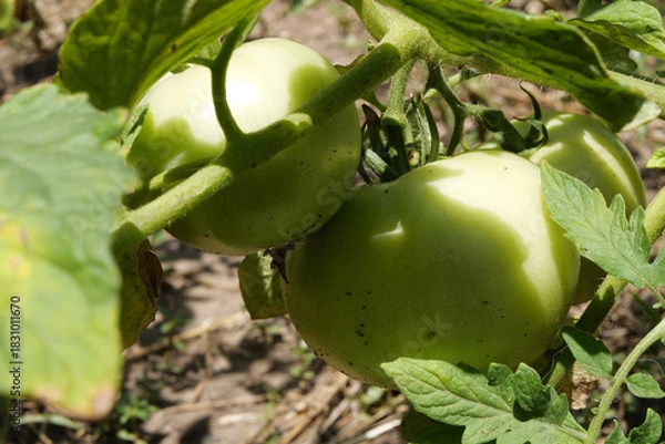 Fototapeta green tomatoes hang on a branch in the garden on a sunny day