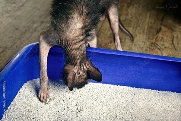 Fototapeta Close up of a Lykoi cat going into a blue litter box.	