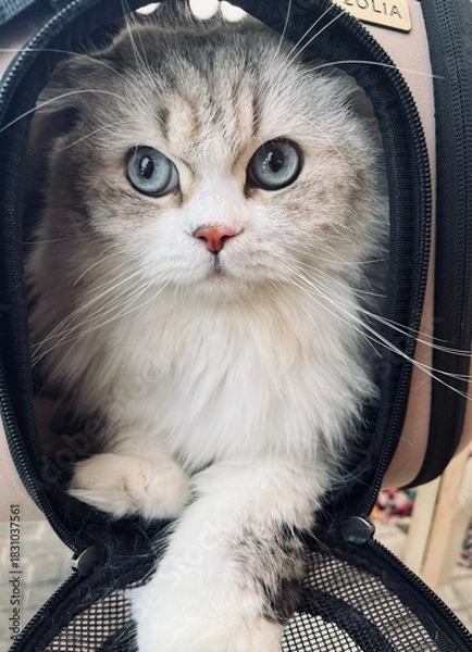 Fototapeta Scottish Straigh 