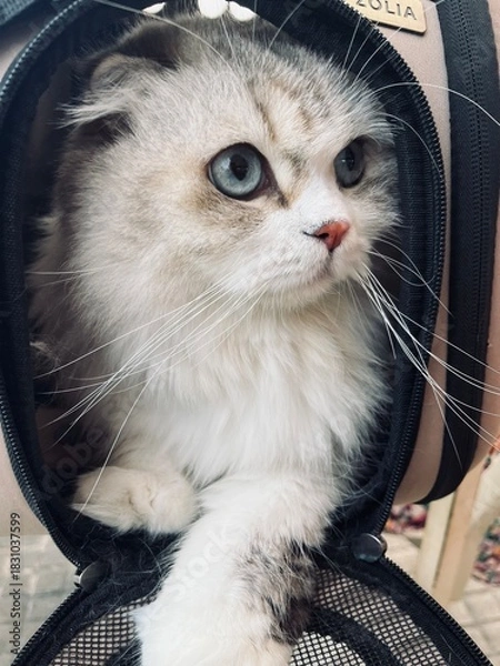 Fototapeta Scottish Straigh 