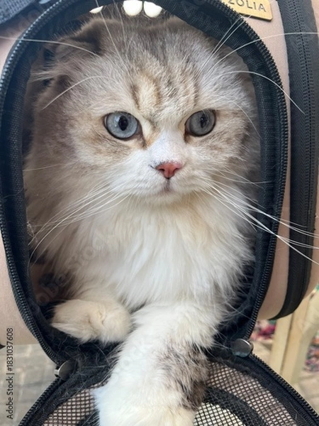 Fototapeta Scottish Straigh 