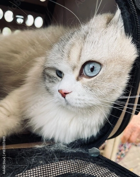 Fototapeta Scottish Straigh 