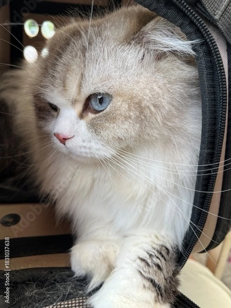 Fototapeta Scottish Straigh 