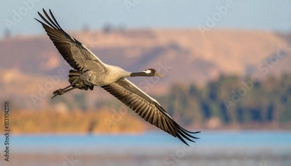 Fototapeta Bird soaring against lake and hills, wings spread, catching the light of a serene sunset