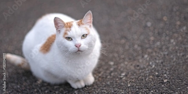 Fototapeta Cute street cat sitting outdoors and looking curious at camera. Panoramic image with selective focus.	