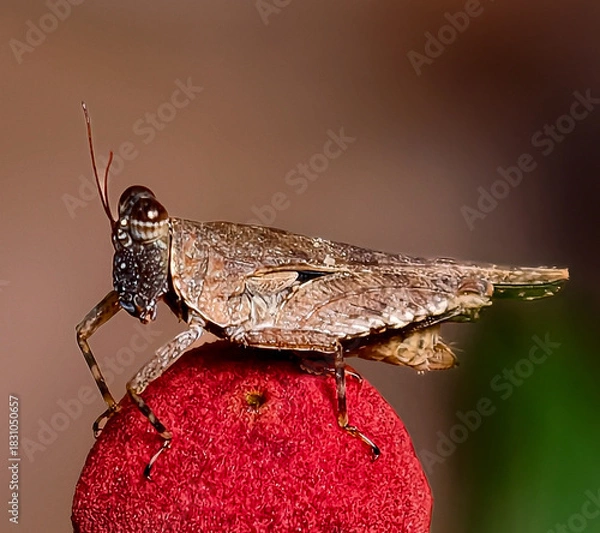 Obraz grasshopper on a red mushroom