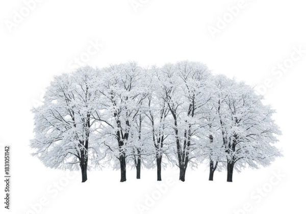 Fototapeta Skeletal deciduous trees, dark trunks laden with thick volumetric powder snow, silhouetted against an infinite high-key white backdrop suitable for copy space. serene winter majesty and profound