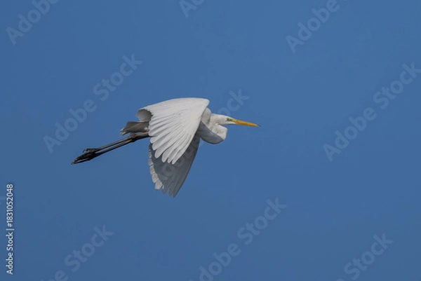 Obraz portrait of a great egret flying high