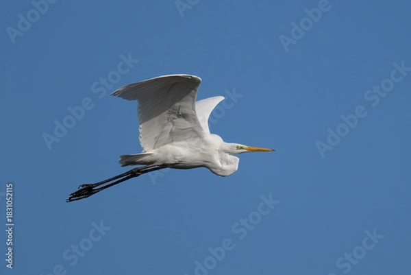 Obraz portrait of a great egret flying high