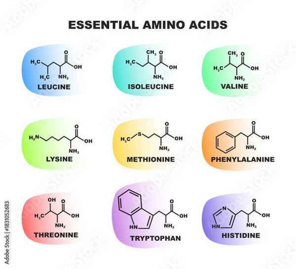 Obraz Educational colorful set of illustrations – 9 essential amino acids with molecular structures and functions. ideal for science, nutrition, biology, health focused on protein synthesis and metabolism.