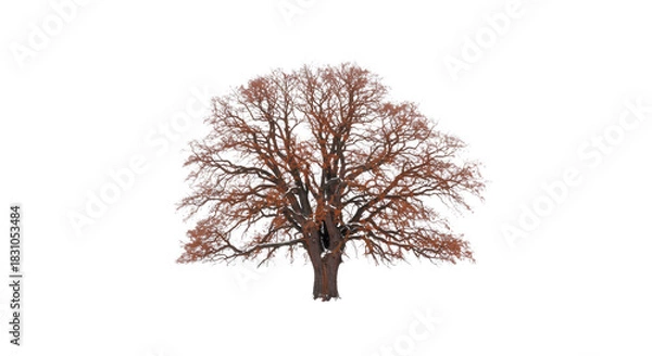 Fototapeta ancient gnarled oak tree with bare, rust-colored, weeping branches standing isolated on vast white snow and seamless high-key background, concept of profound solitude and winter harshness