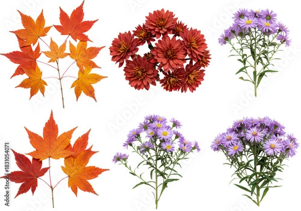 Fototapeta highly detailed flat lay of vibrant autumnal botanical specimens: scarlet maple leaves, bronze chrysanthemums, and purple asters on a transparent background. concept of sophisticated autumn texture