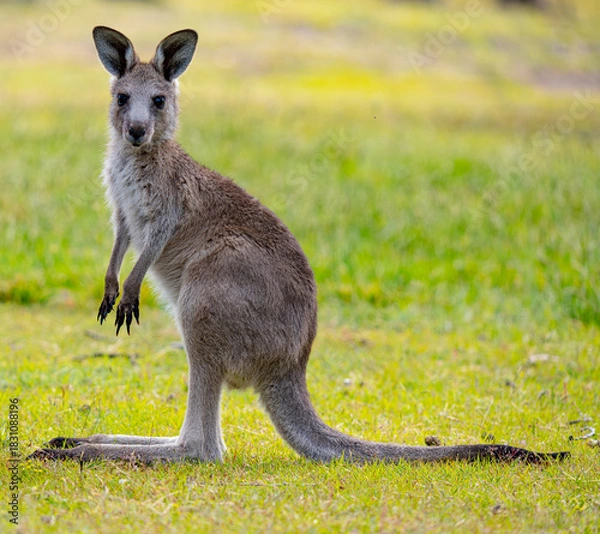 Obraz Young kangaroo side view