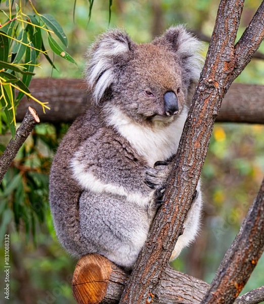 Obraz koala in tree