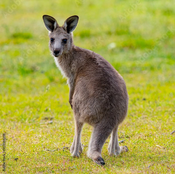 Obraz Young kangaroo looking back at camera