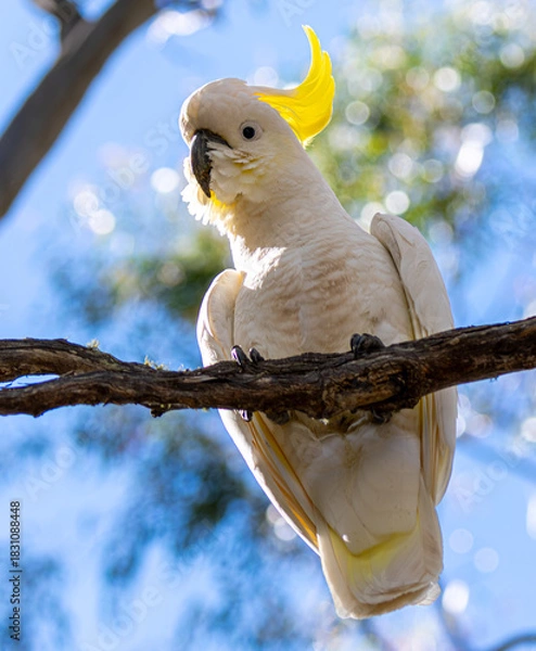 Obraz Cockatoo on branch looking at camera
