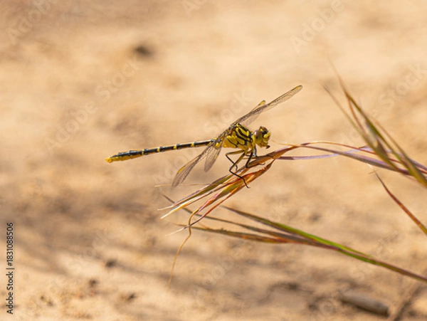 Obraz yellow dragonfly