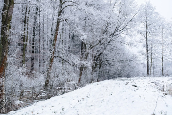 Obraz Drzewa pokryte szadzią w zimowym, leśnym krajobrazie. Delikatny mróz tworzy jasne, miękkie struktury na gałęziach, nadając scenie spokojny i mroźny charakter.