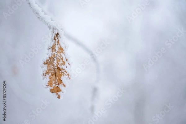 Obraz Kolorowe jesienne liście pokryte delikatnym szronem. Mroźny poranek podkreśla ich fakturę i barwy, tworząc kontrast między ciepłymi jesiennymi kolorami a zimnym, białym oszronieniem.