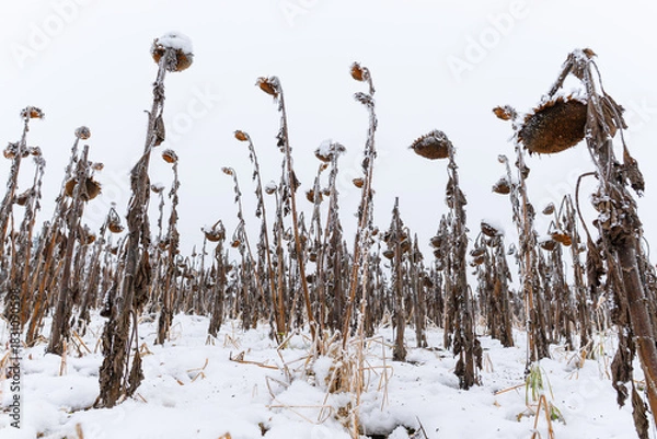 Obraz Suche słoneczniki pokryte śniegiem i szronem na jasnym tle zimowego nieba. Delikatny mróz podkreśla strukturę roślin, tworząc minimalistyczną i chłodną zimową scenę.