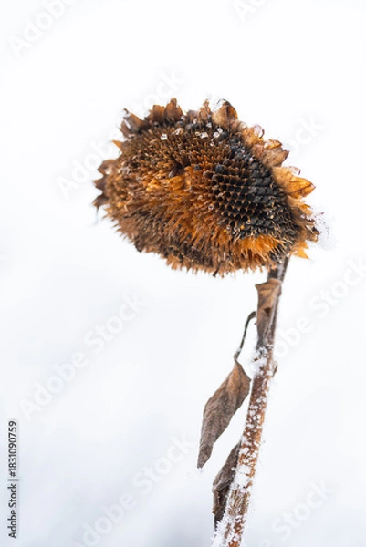 Obraz Suche słoneczniki pokryte śniegiem i szronem na jasnym tle zimowego nieba. Delikatny mróz podkreśla strukturę roślin, tworząc minimalistyczną i chłodną zimową scenę.