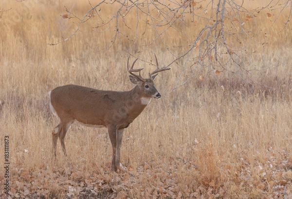 Fototapeta Whitetail Deer Buck in Autumn in Colorado