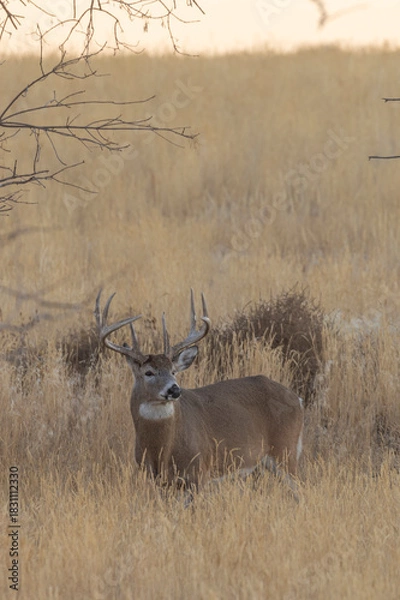 Fototapeta Whitetail Deer Buck in Autumn in Colorado
