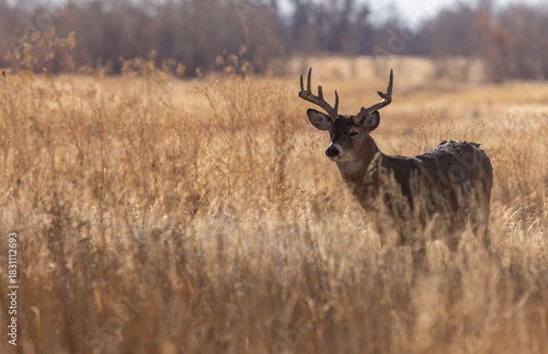 Fototapeta Whitetail Deer Buck in Autumn in Colorado