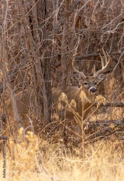 Obraz Whitetail Deer Buck in Autumn in Colorado