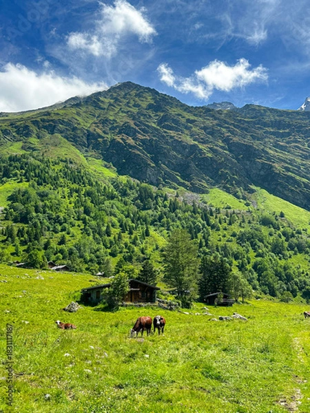 Obraz French Alpine landscape with cows in the Summer