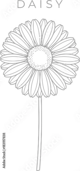 Fototapeta Elegant line art illustration of a daisy flower on a clean white background