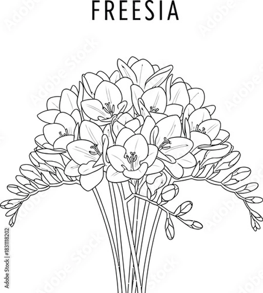 Fototapeta Elegant freesia flower bouquet illustration in black and white line art style