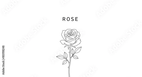 Fototapeta Elegant rose illustration in minimalist line art style on a clean white background
