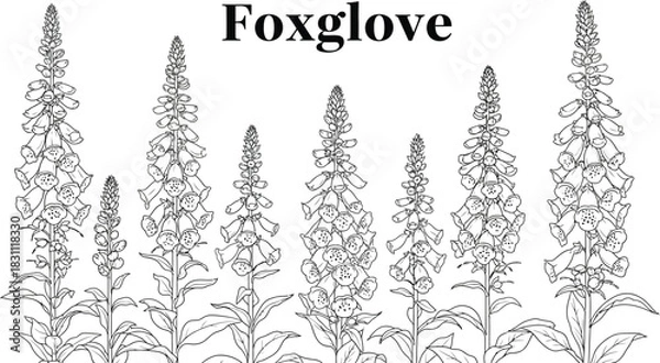 Fototapeta Detailed line art illustration of foxglove flowers on a white background