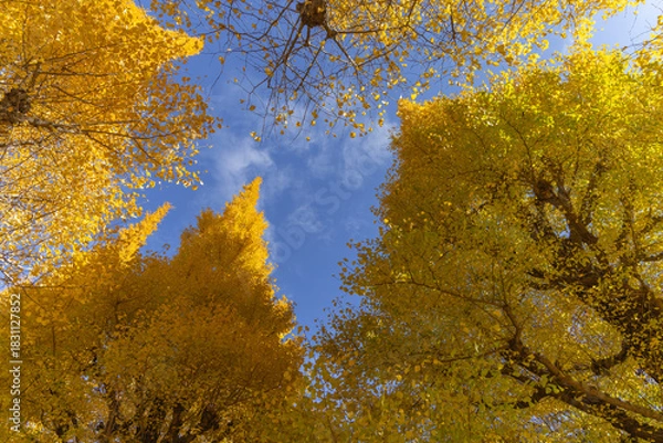 Obraz 都心散歩　晩秋の神宮外苑いちょう並木