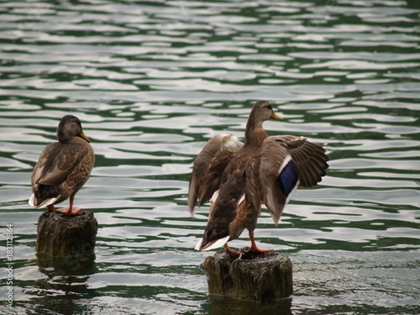 Obraz OLYMPUS DIGITAL CAMERA