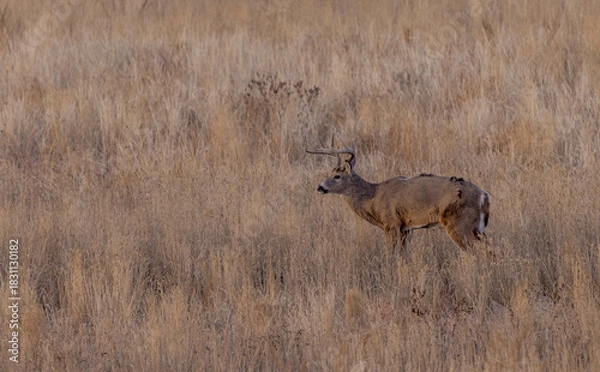 Fototapeta Buck Whitetail Deer During the Rut in Autumn in Colorado