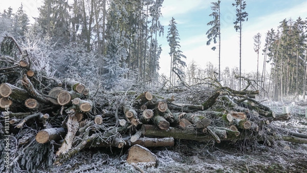 Obraz Holzlagerplatz