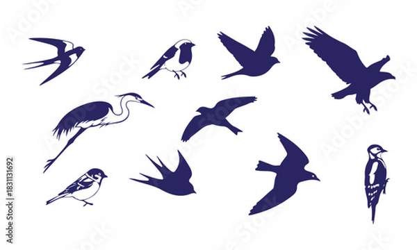 Fototapeta Collection of various bird silhouettes and drawings isolated on
