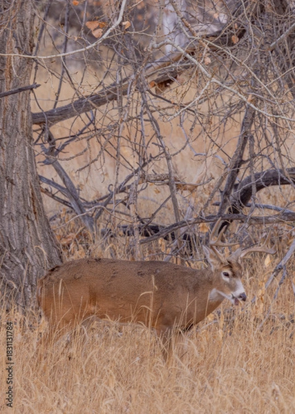 Fototapeta Buck Whitetail Deer During the Rut in Autumn in Colorado