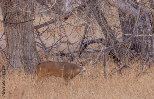 Fototapeta Buck Whitetail Deer During the Rut in Autumn in Colorado