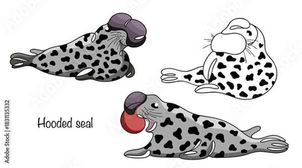 Obraz Hooded seal