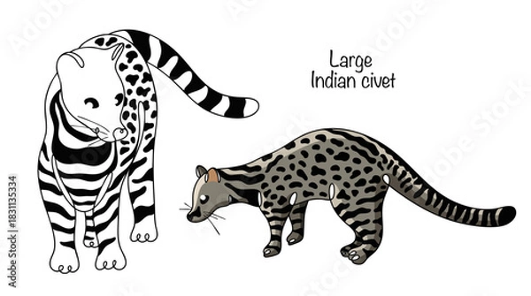 Obraz Large Indian civet