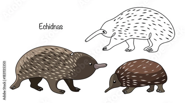 Obraz Echidnas