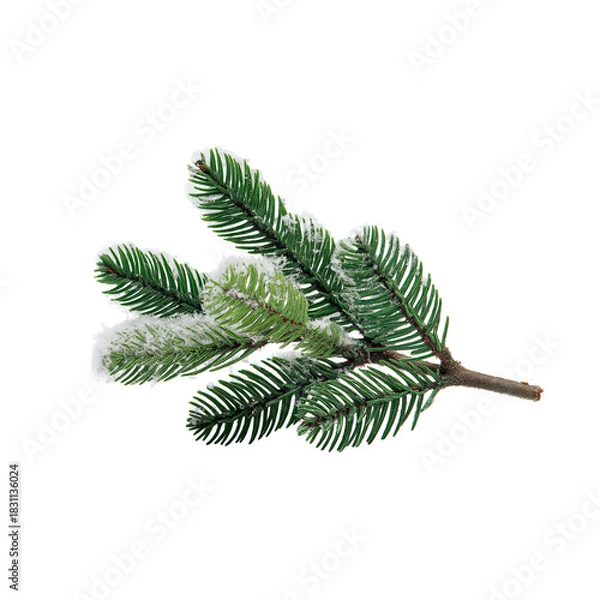 Obraz Snow-Dusted Pine Branch Showcasing Lush Green Needles Surrounded by Frost on a Solid Dark Background, Perfect for Seasonal Themes on Transparent Background