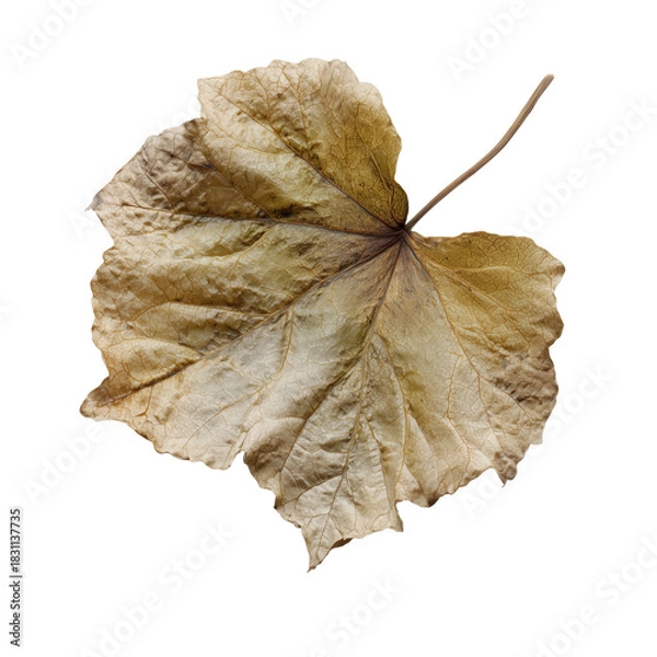 Obraz A beautifully detailed and textured dry leaf showcasing intricate veins and natural patterns, perfect for artistic compositions on transparent background