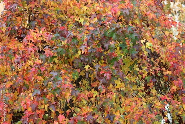 Obraz Liquidambar styraciflua or sweet gum tree leaves in autumn
