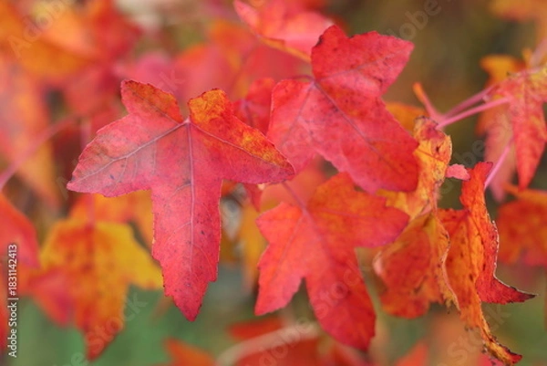 Obraz Liquidambar styraciflua or sweet gum tree leaves in autumn